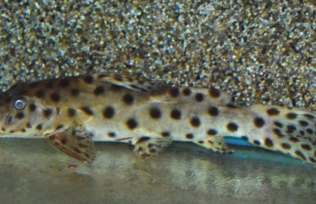 Siffleur Longirostris