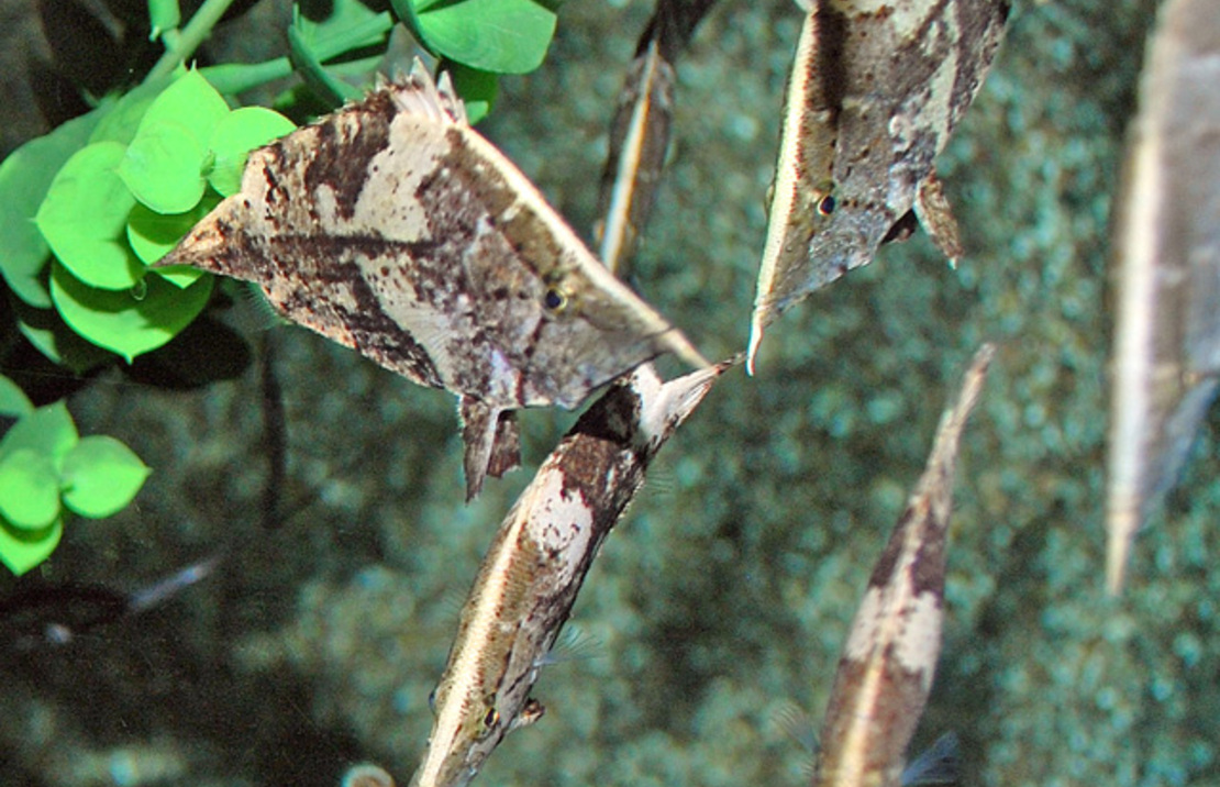 Poisson Feuille AmÉrique Du Sud