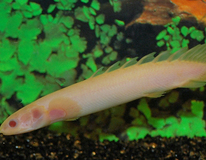 PolyptÈre Du SÉnÉgal Albino