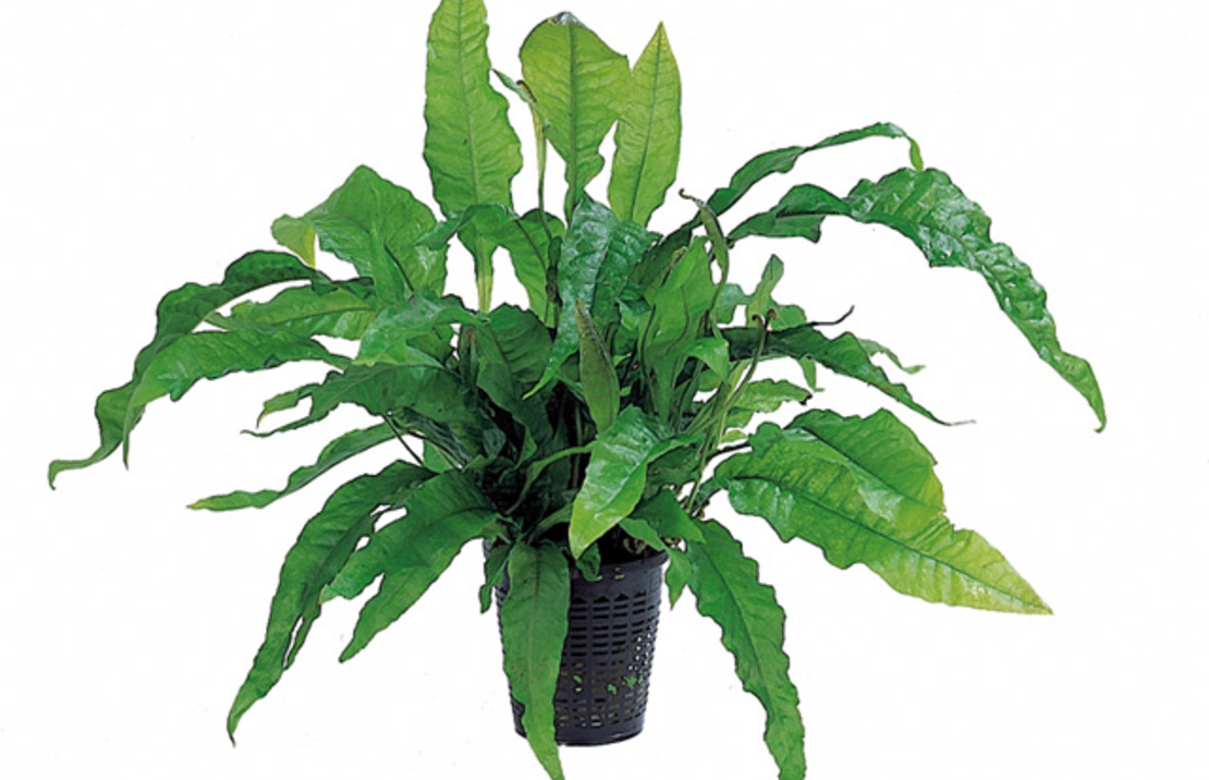 Microsorum Pteropus 'latifolia' - Xl