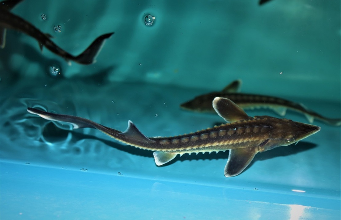 Esturgeon Diamant Hybrid