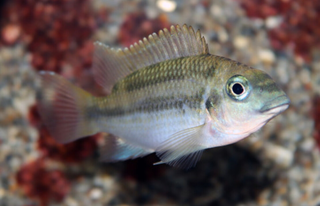 Cichlide Mamonekenei