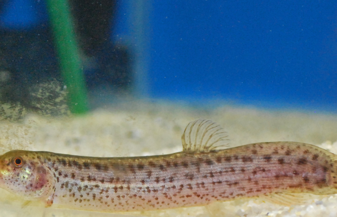 Ostasiatischer Schlammpeitzger