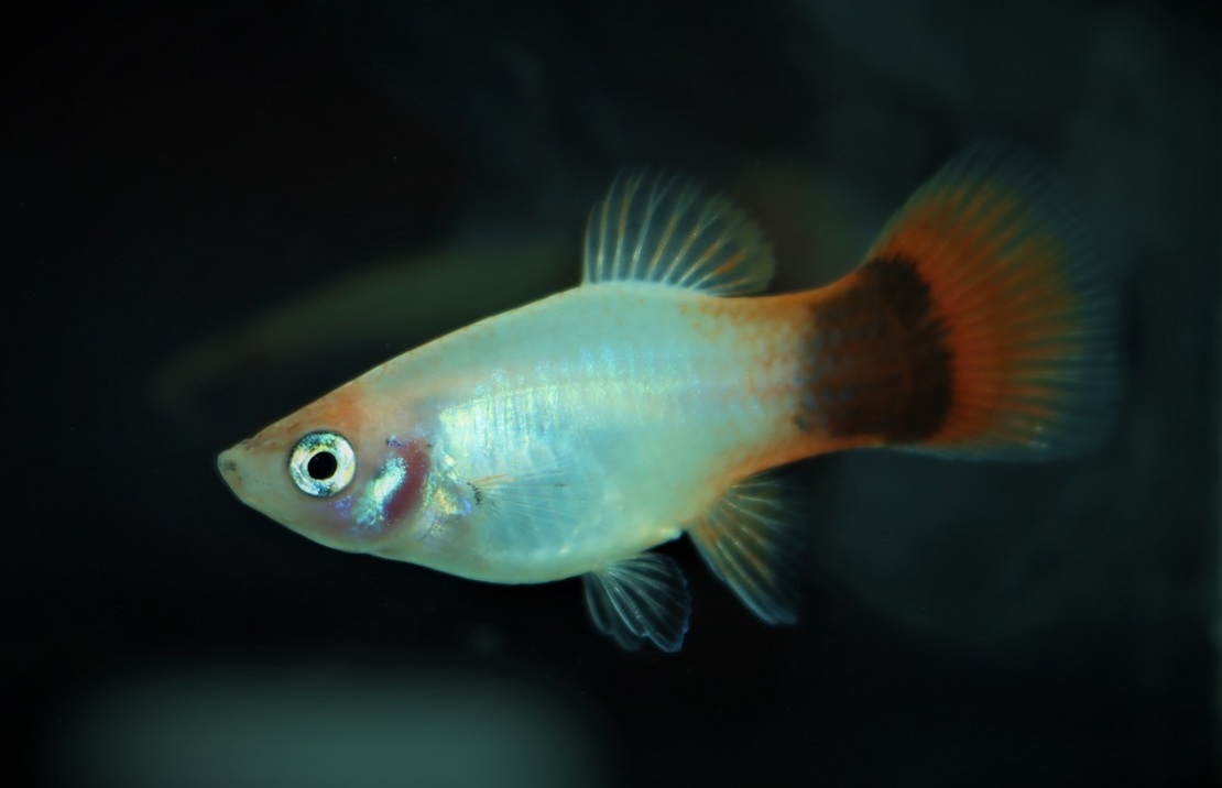 Platy Neon Blanc Orange Mickey