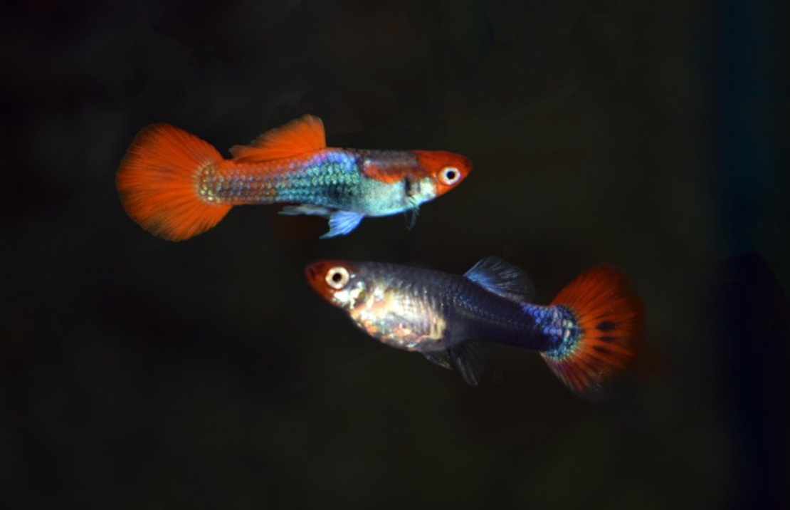 Guppy Red Cap Brazil (m/f)