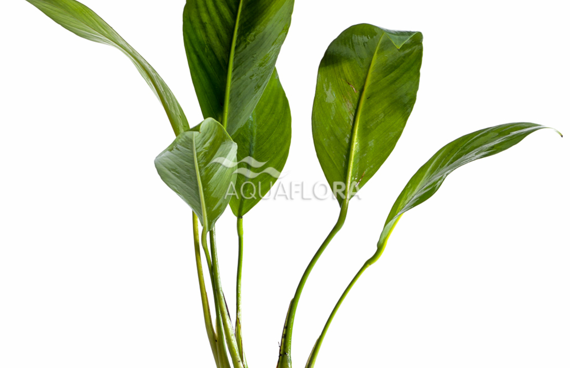Anubias Congensis - Pe