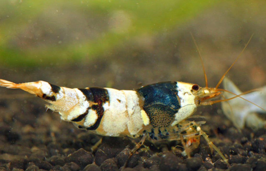 Crystal Black Garnele