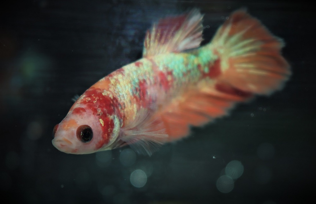 Betta Sp. Plakat Koi Nemo Female M