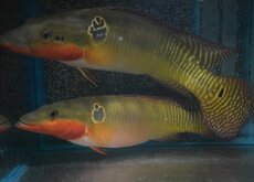 Crenicichla & Cichla
