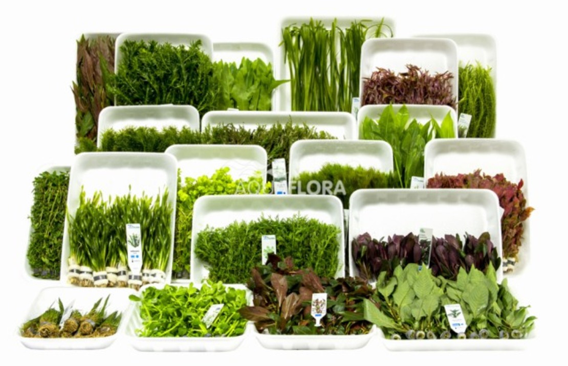 Ass. 13: 20x10 (200) Bunches - As