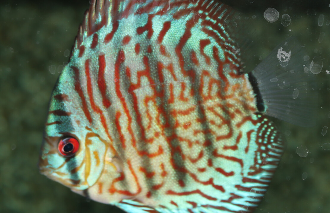 Discus Rood Turquoise