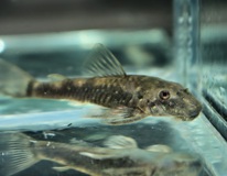 Dwarf Pleco Cearensis
