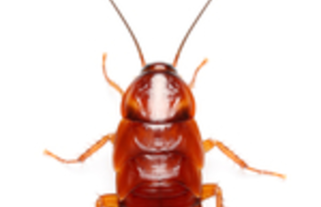 Shelfordella Tartara (boite)