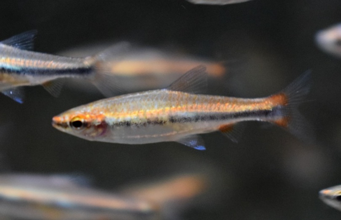 Potloodvisje Beckfordi Rood