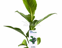 Anubias Heterophylla - Pe