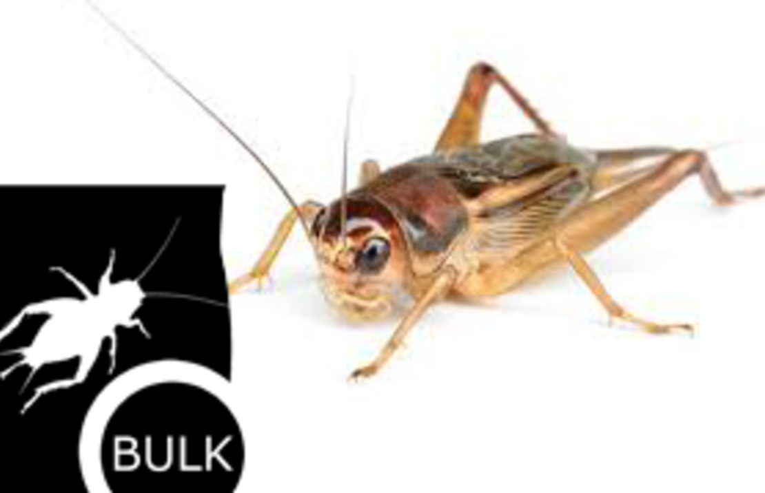 Acheta Domestica 2 - Container. 900 Pcs