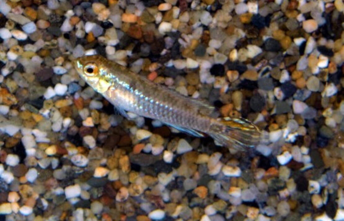 CichlidÉ Nain Candidi