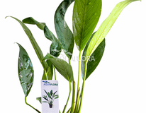 Anubias Afzelii - Pe