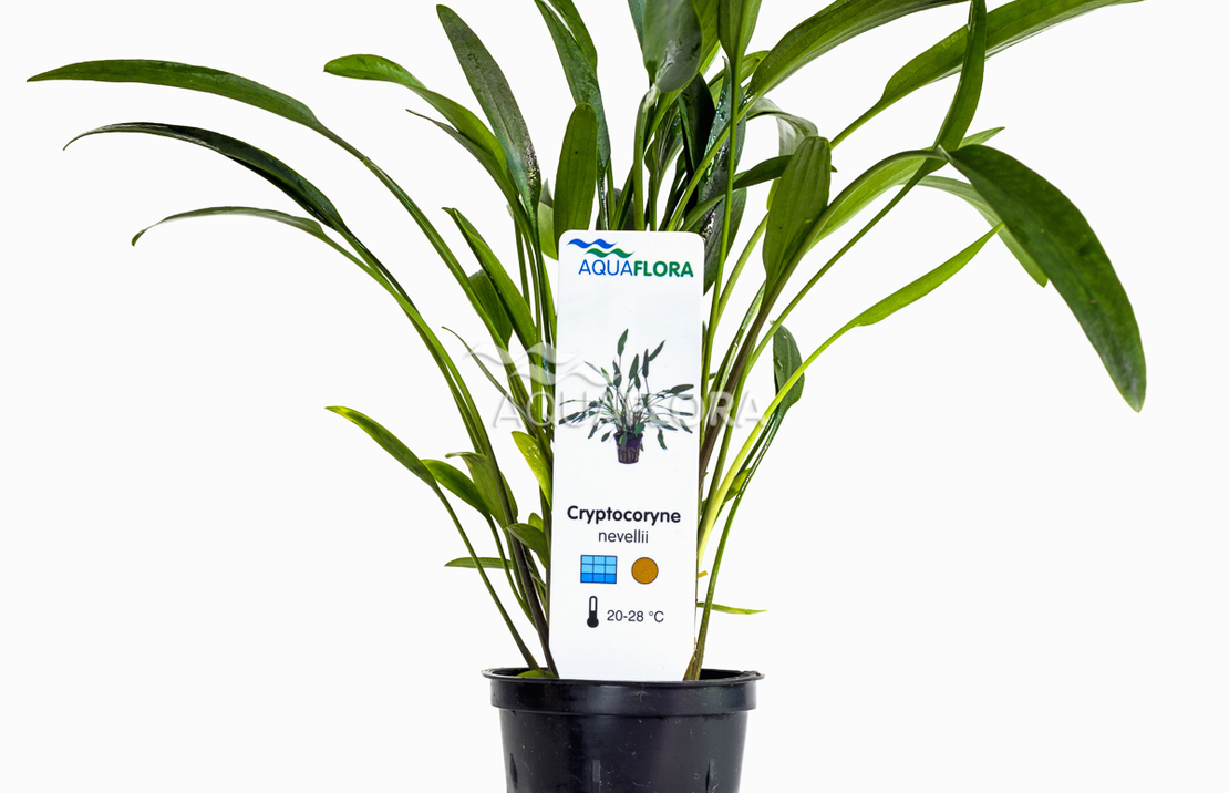 Cryptocoryne X Willisii 'nevellii' - Pe