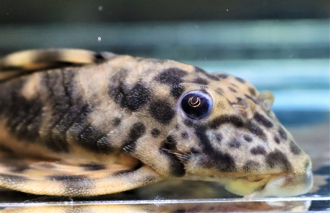 Lda061 Treestriped Clown Pleco