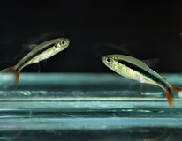 TÉtra-pingouin Rouge