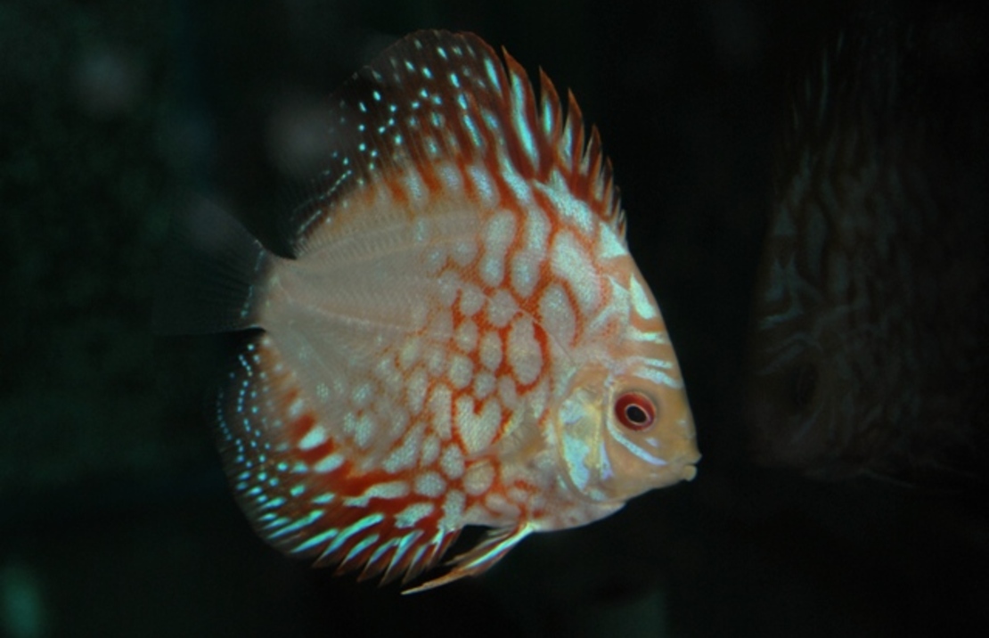 Discus Red Map