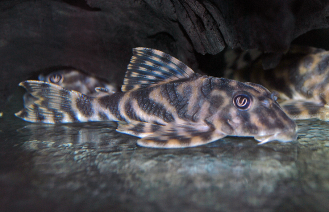 L015 Candy Striped Pleco