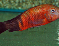 Tanganyika Cichlide Moorii Bemba