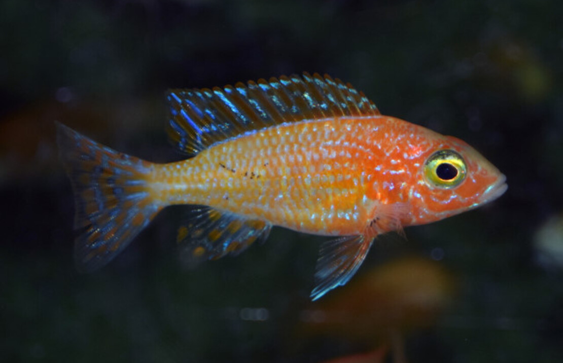 Aulonocara Fire Fish
