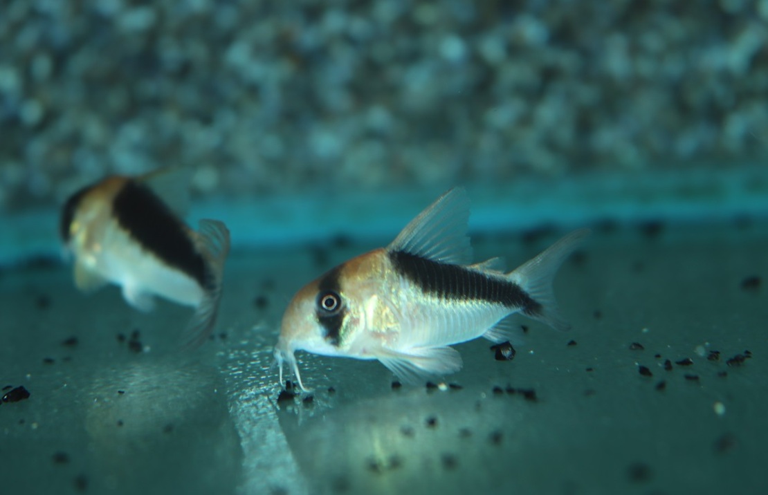 Pantsermeerval Cw106