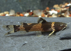 Poisson-chat Bourdon