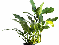 Anubias Gracilis - Pe