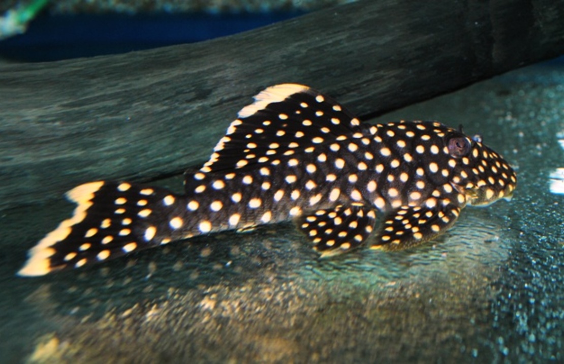 L018 Gold Nugget Pleco