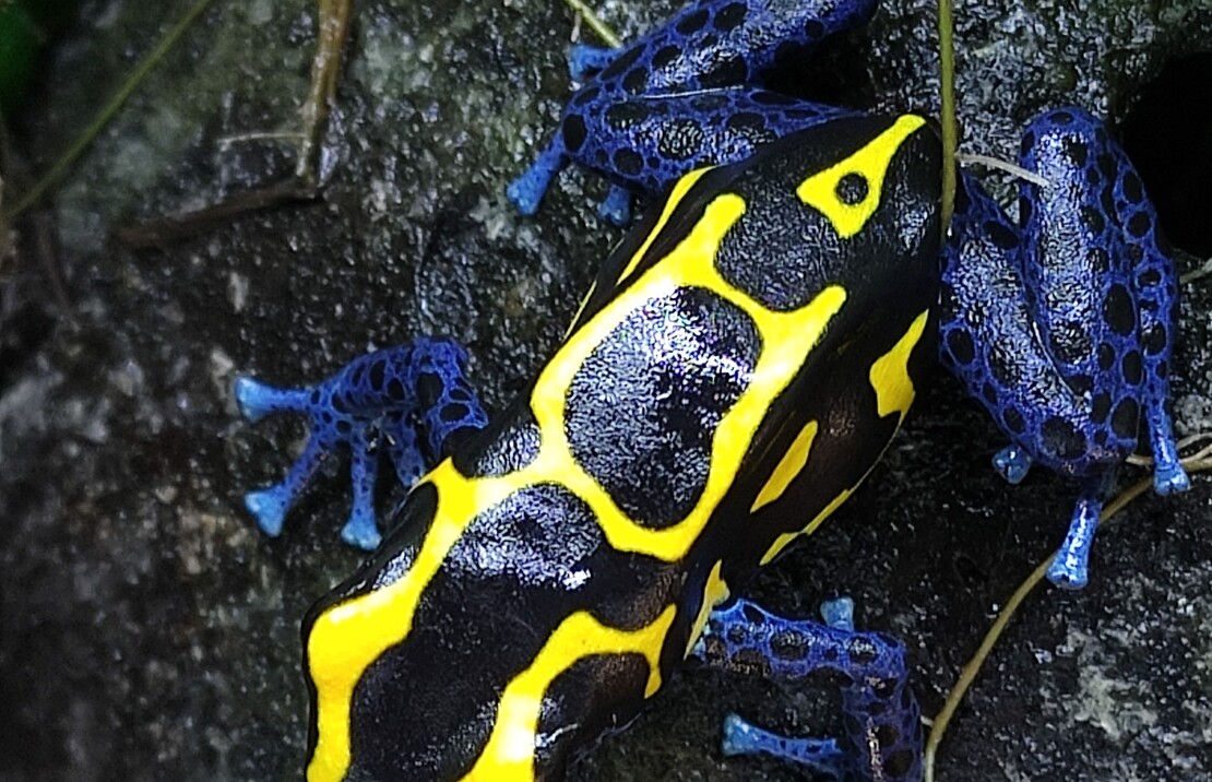 Dendrobate À Tapirer