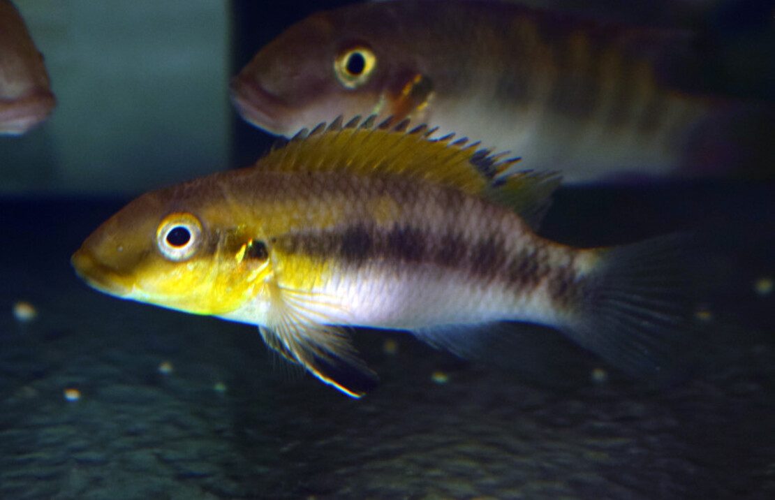 Dwergcichlide Rubrolabiatus