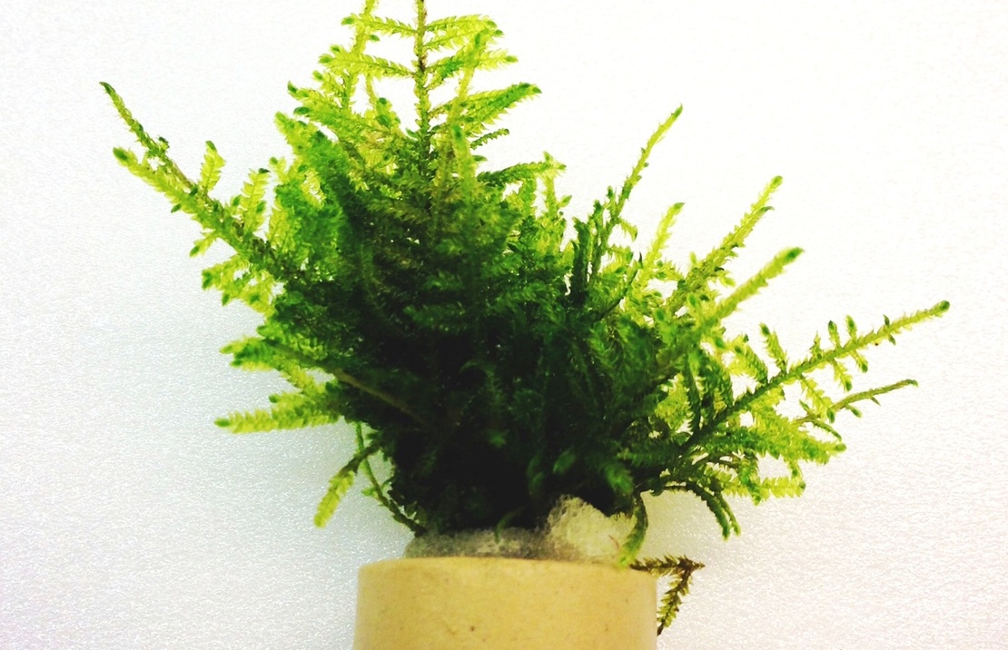 Taxiphyllum Species - Er