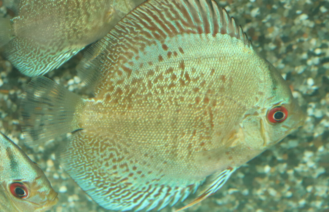 Discus Snakeskin Blue