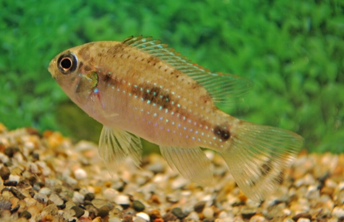 Dwergcichlide Thomasi