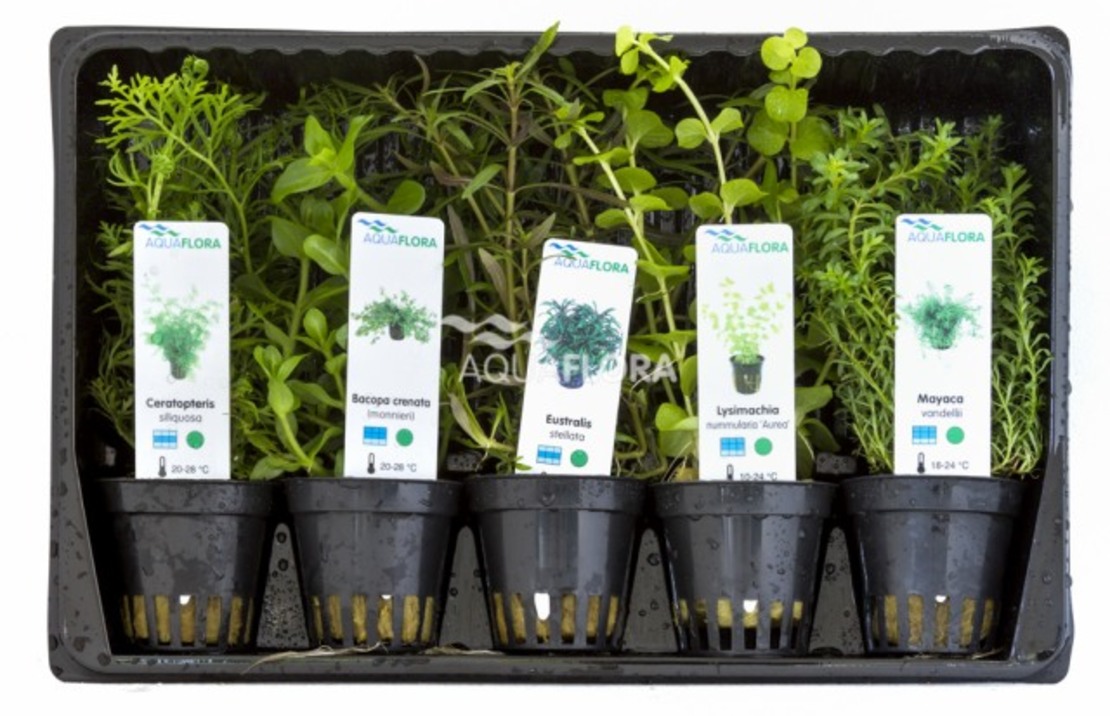 Mix 5 Pots Middle Ground - As