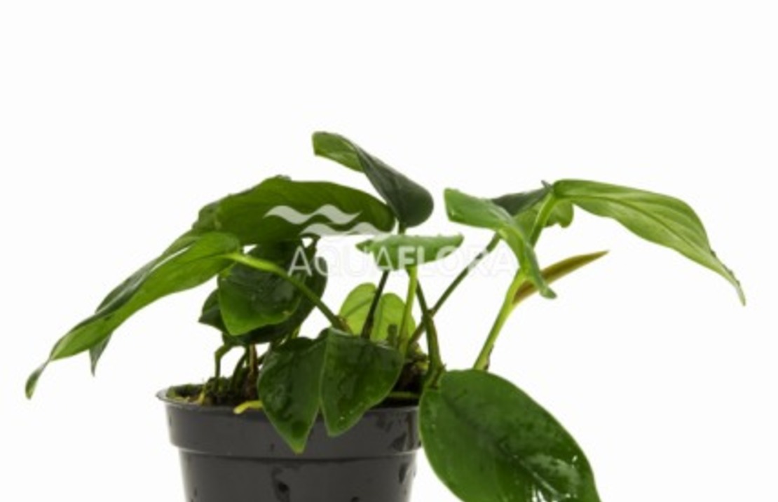 Anubias Barteri Var. Nana 'bolang' - Pe