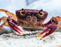 Crevette Verre Taiwan