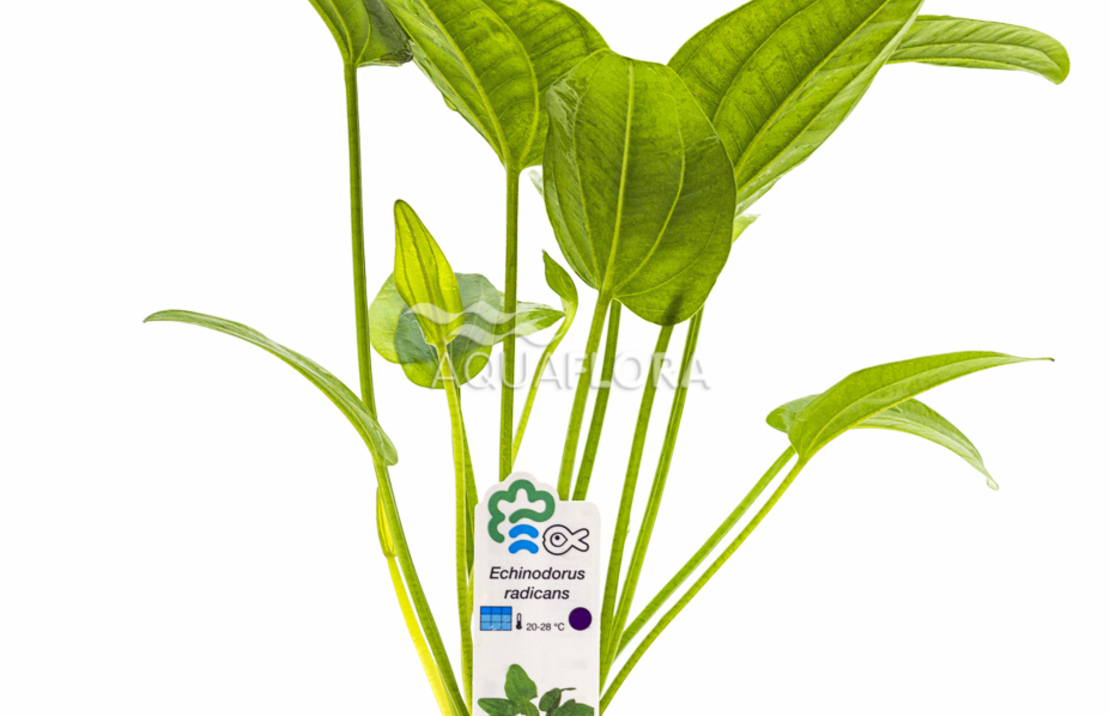 Echinodorus Sp. 'radicans' - Pe