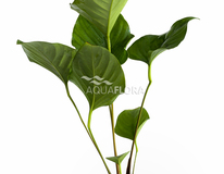 Anubias Hastifolia - Pe