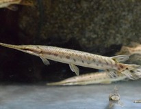 LÉpisostÉ TachetÉ