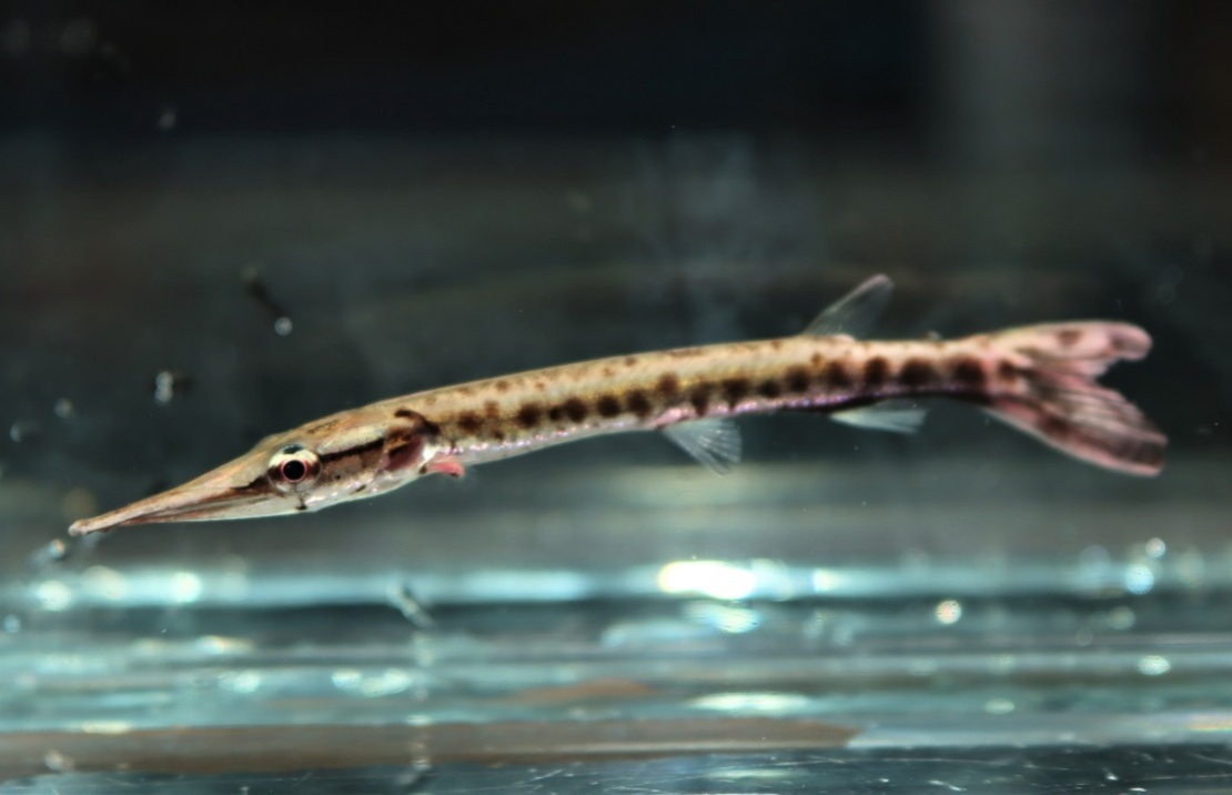 Characin-brochet Cuvieri