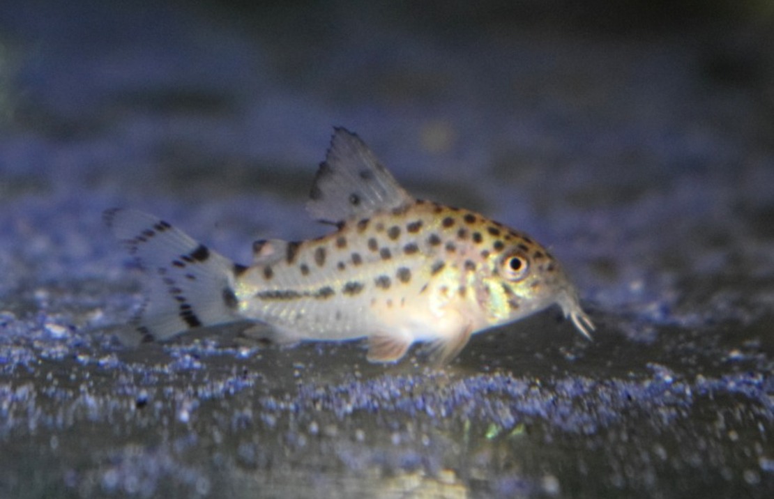 Pantsermeerval Knaacki