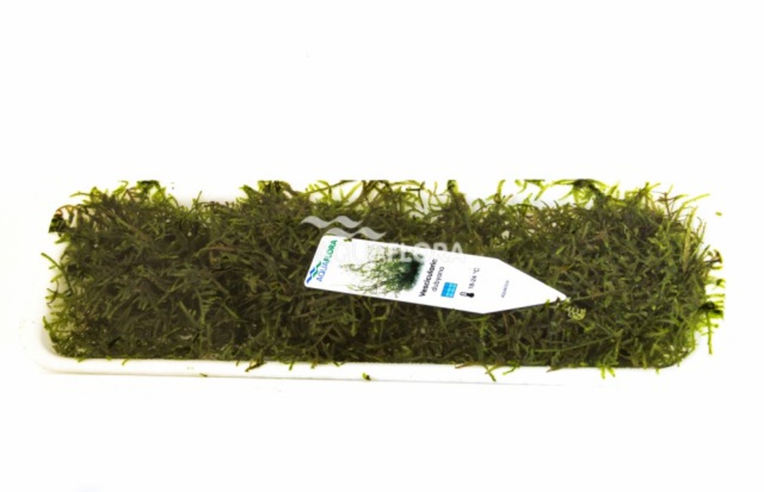 Vesicularia Dubyana - Portion 30gr. - La