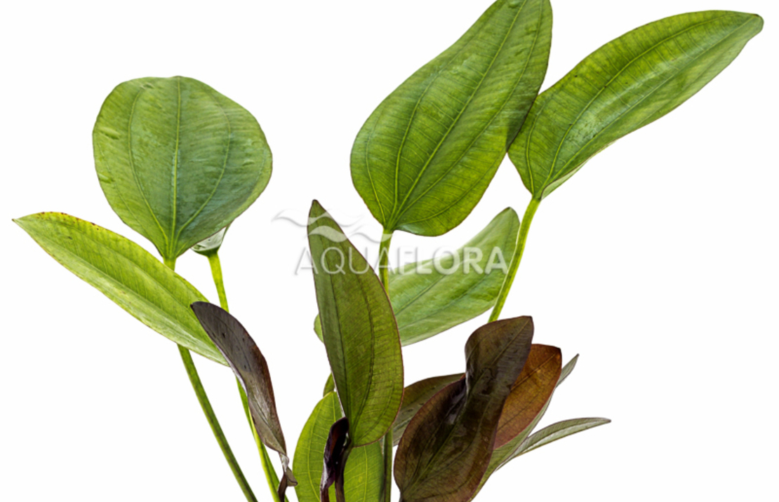 Echinodorus X Barthii - Pe