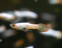 Guppy Endler Neon Rosa Weiss Mann