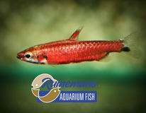 Poisson-crayon Super Rouge Cenepa